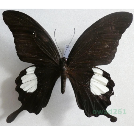 Papilio iswara White, 1842 Indonesia, Java 118mm62